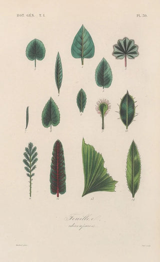 Franois Hrincq - Traite de botanique generale Pl040.webp