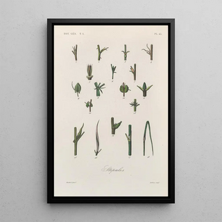 Franois Hrincq - Traite de botanique generale Pl046.webp