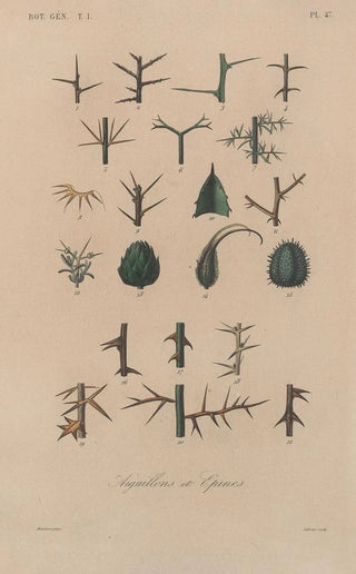 Franois Hrincq - Traite de botanique generale Pl048.webp