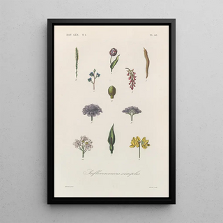 Franois Hrincq - Traite de botanique generale Pl049.webp