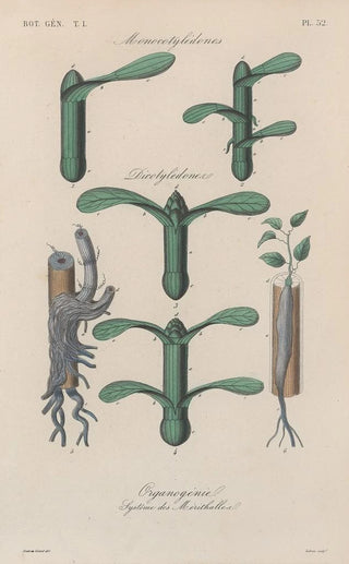 Franois Hrincq - Traite de botanique generale Pl053.webp