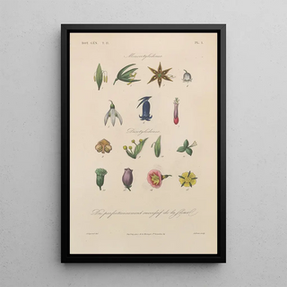 Franois Hrincq - Traite de botanique generale Pl054.webp