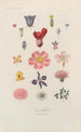 Traité de botanique générale Pl056 - François Hérincq — weergave van het kunstwerk