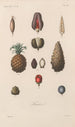 Traité de botanique générale Pl075 - François Hérincq — weergave van het kunstwerk