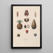Traité de botanique générale Pl075 - François Hérincq — ingelijst kunstwerk aan de muur