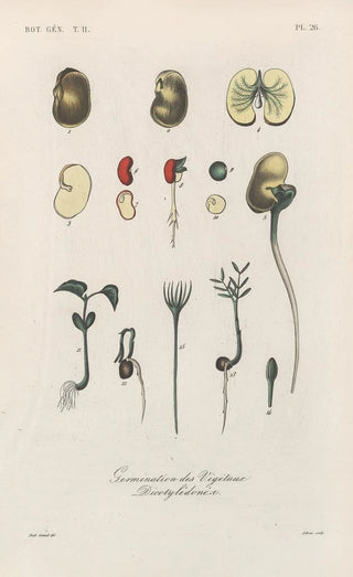 Franois Hrincq - Traite de botanique generale Pl077.webp
