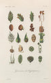 Traité de botanique générale Pl081 - François Hérincq — weergave van het kunstwerk