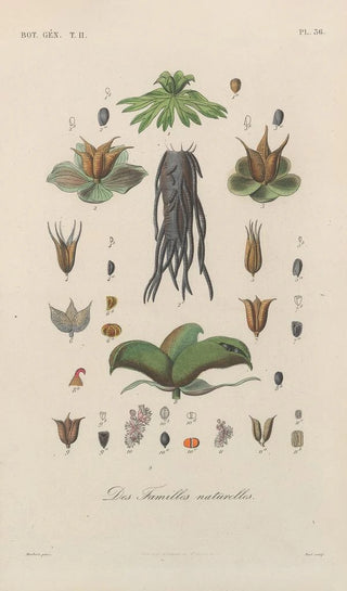 Franois Hrincq - Traite de botanique generale Pl087.webp
