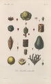 Traité de botanique générale Pl088 - François Hérincq — weergave van het kunstwerk