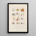 Traité de botanique générale Pl090 - François Hérincq — ingelijst kunstwerk aan de muur