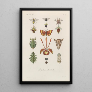 Franois Hrincq - Traite de botanique generale Pl093.webp