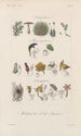 Traité de botanique générale Pl094 - François Hérincq — weergave van het kunstwerk