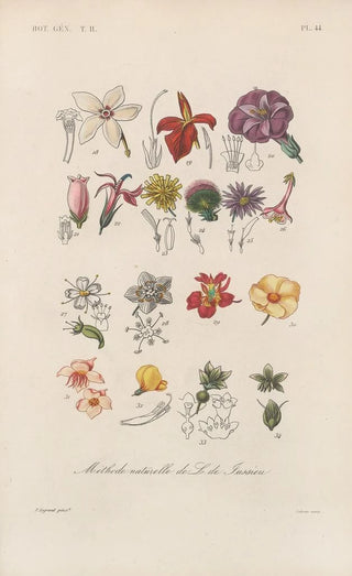 Franois Hrincq - Traite de botanique generale Pl095.webp