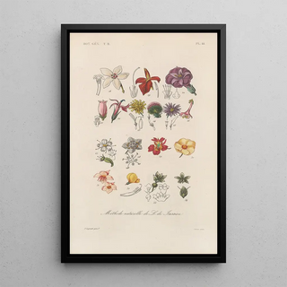 Franois Hrincq - Traite de botanique generale Pl095.webp