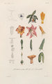Traité de botanique générale Pl097 - François Hérincq — weergave van het kunstwerk