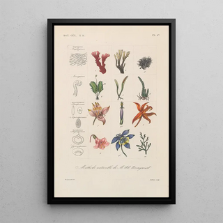 Franois Hrincq - Traite de botanique generale Pl098.webp