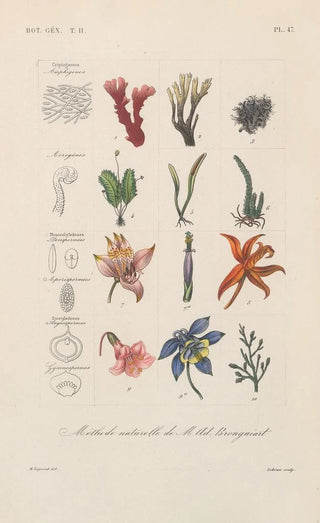 Franois Hrincq - Traite de botanique generale Pl098.webp