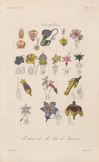 Franois Hrincq - Traite de botanique generale Pl100.webp