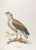 Le Griffard - François Levaillant — weergave van het kunstwerk