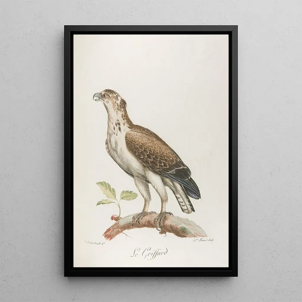 Franois Levaillant - Le griffard.webp