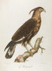 Le Huppard - François Levaillant — weergave van het kunstwerk