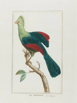 Franois Levaillant - Le touraco.webp