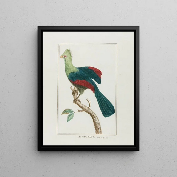 Franois Levaillant - Le touraco.webp