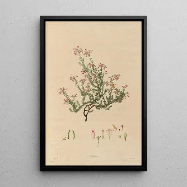 Franz Andreas Bauer - Delineations of exotick plants cultivated in the Royal gardens at Kew Pl17.webp
