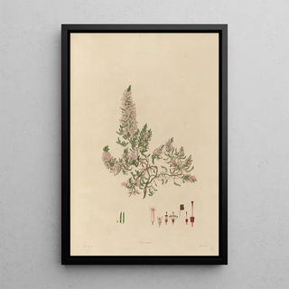 Franz Andreas Bauer - Delineations of exotick plants cultivated in the Royal gardens at Kew Pl18.webp