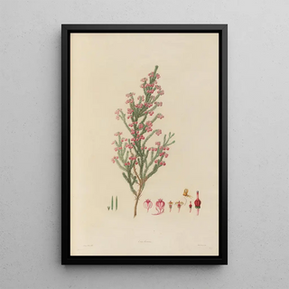 Franz Andreas Bauer - Delineations of exotick plants cultivated in the Royal gardens at Kew Pl22.webp