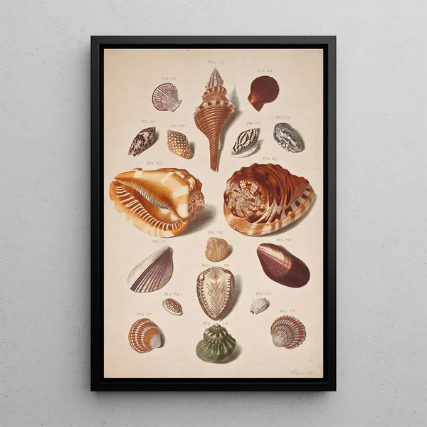 Franz Michael Regenfus - Illustrationsplanche Med Konkylier.webp