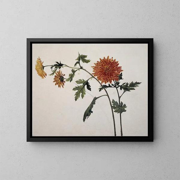 Chrysanthemums - Franz Theobald Horny — framed artwork on a wall