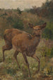 Deer - Franz Xaver von Pausinger — artwork view