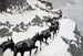 The mule caravan - Frederic Remington — artwork view
