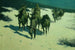 The horse track - Frederic Remington — artwork view