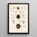 Arachnida Acaridea Pl 14 - Frederick DuCane Godman — framed artwork on a wall