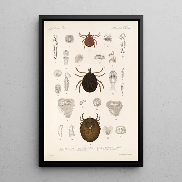Frederick DuCane Godman - Arachnida Acaridea Pl 14.webp