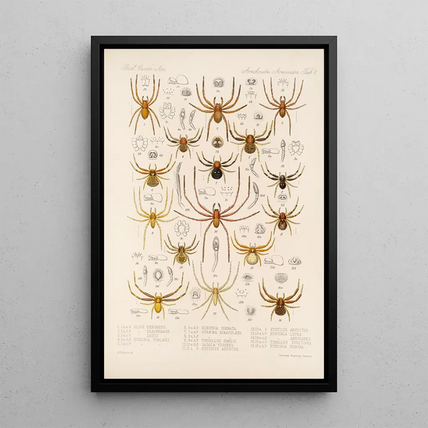 Frederick DuCane Godman - Arachnida Araneidea Pl 09.webp