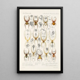 Frederick DuCane Godman - Arachnida Araneidea Pl 36.webp