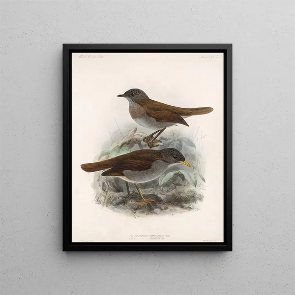 Aves Pl 01 - Frederick DuCane Godman — framed artwork on a wall
