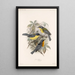 Aves Pl 08 - Frederick DuCane Godman — framed artwork on a wall
