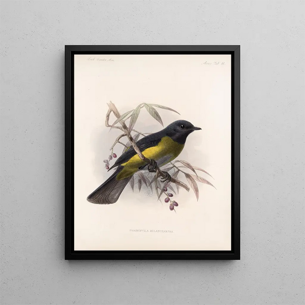 Aves Pl 14 - Frederick DuCane Godman — ingelijst kunstwerk aan de muur