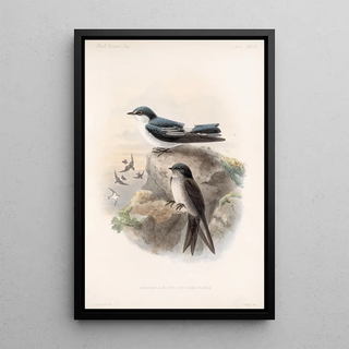 Frederick DuCane Godman - Aves Pl 15.webp