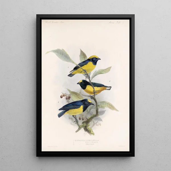 Frederick DuCane Godman - Aves Pl 17.webp