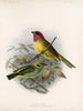 Aves Pl 18 - Frederick DuCane Godman — artwork view