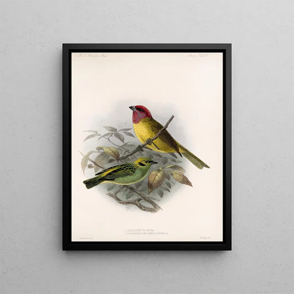 Aves Pl 18 - Frederick DuCane Godman — ingelijst kunstwerk aan de muur