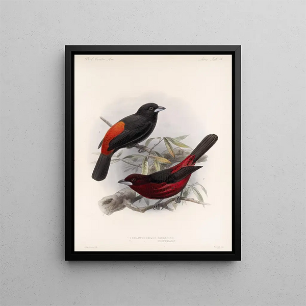 Aves Pl 19 - Frederick DuCane Godman — ingelijst kunstwerk aan de muur