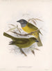 Aves Pl 21 - Frederick DuCane Godman — artwork view