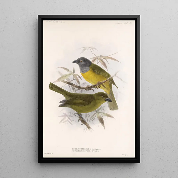 Frederick DuCane Godman - Aves Pl 21.webp