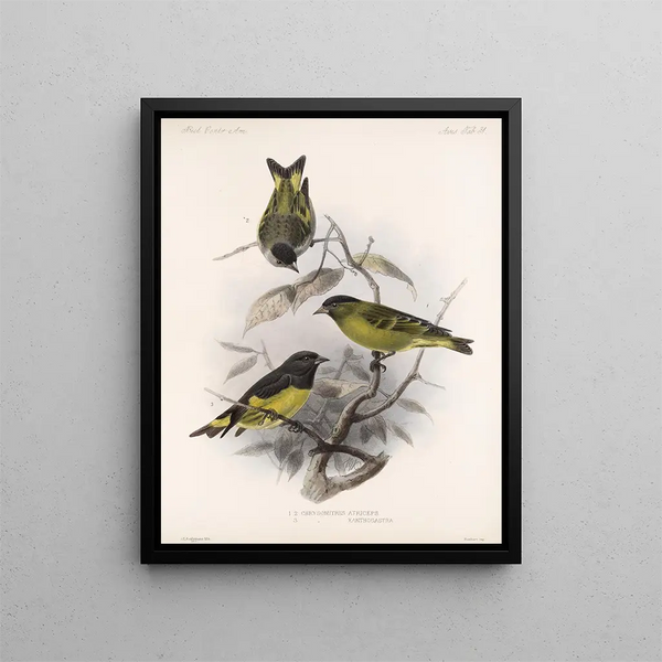 Frederick DuCane Godman - Aves Pl 32.webp